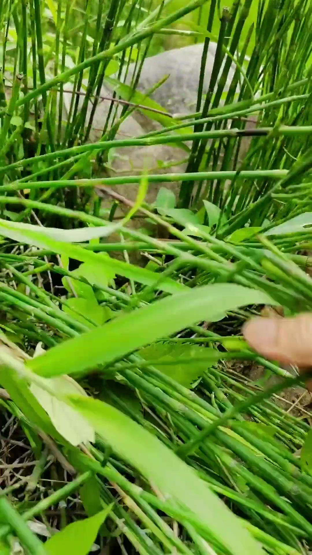 节节草煲豆腐你喜欢吗