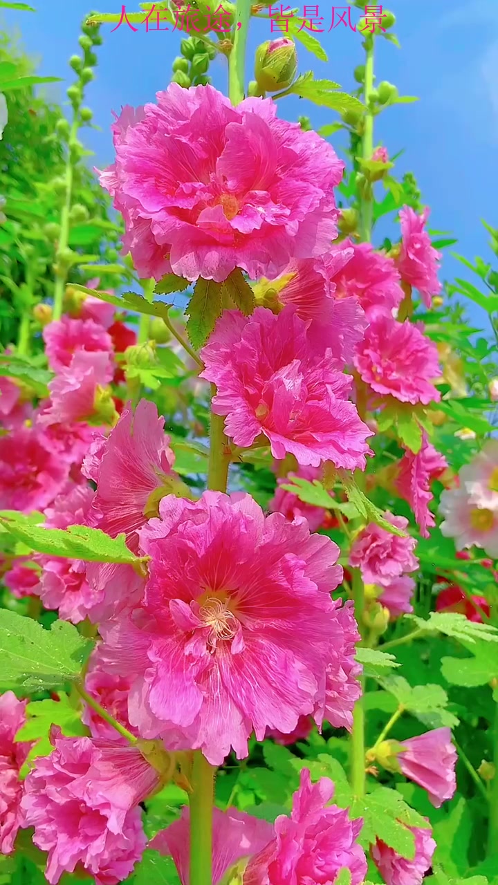 夏季旅游,遇景看景,见花赏花,生活并没有深意,幸福和遗憾都藏