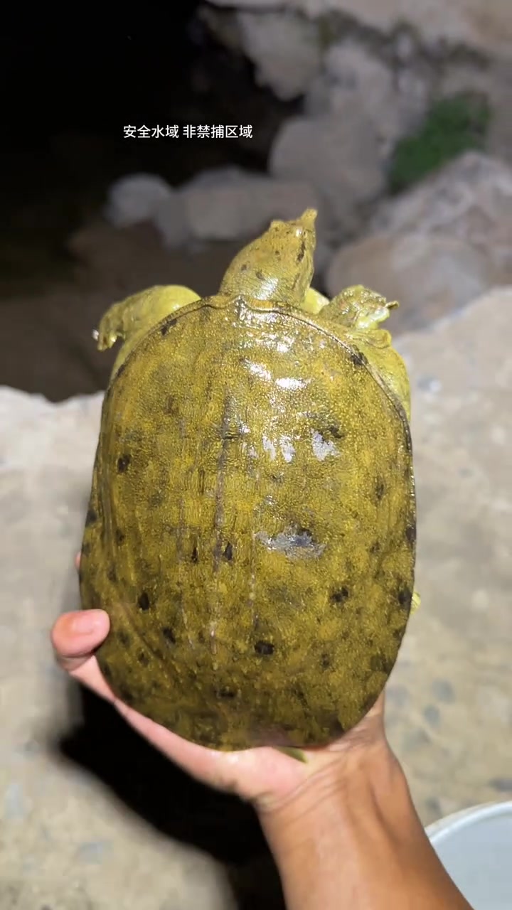 夜晚,小河抓鱼偶遇大甲鱼,真实户外捕鱼体验