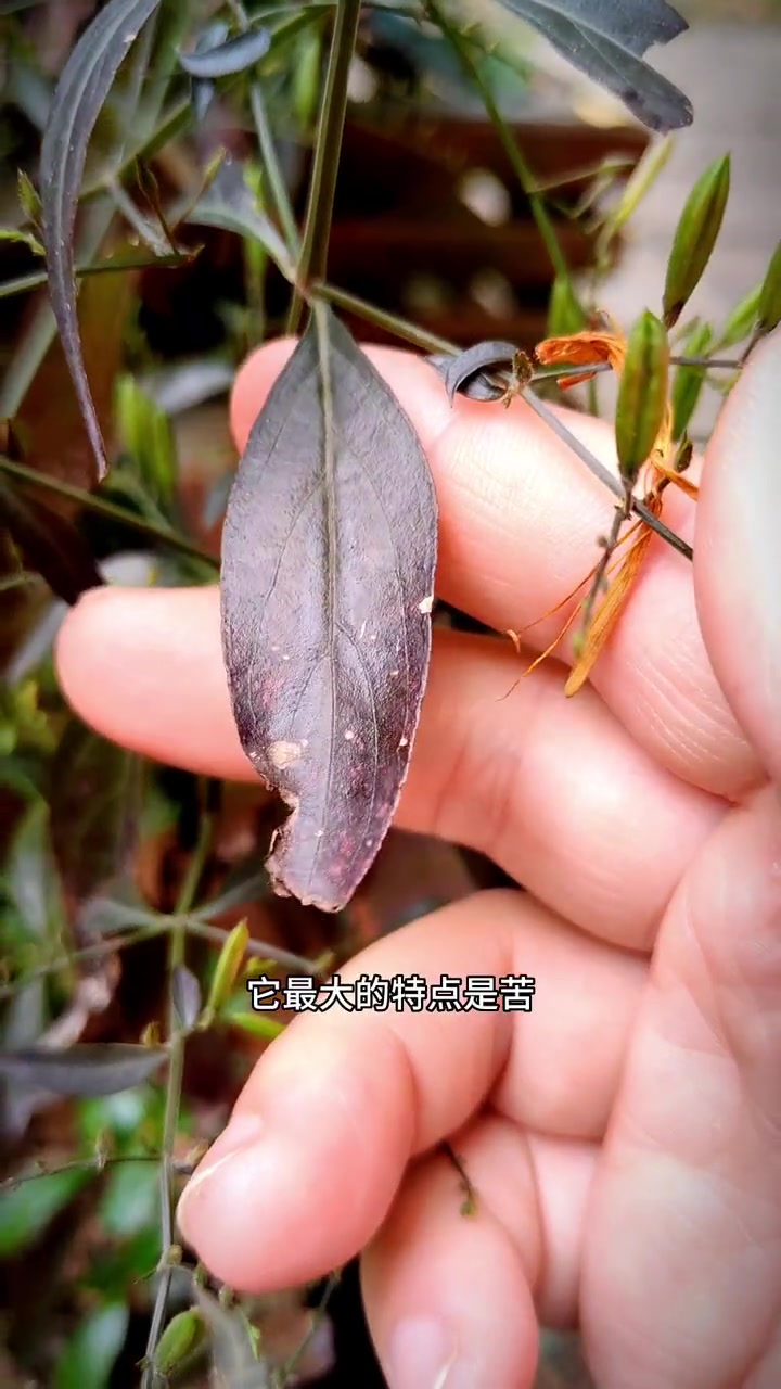 穿心莲又名苦胆草苦草,是爵床科一年生草本