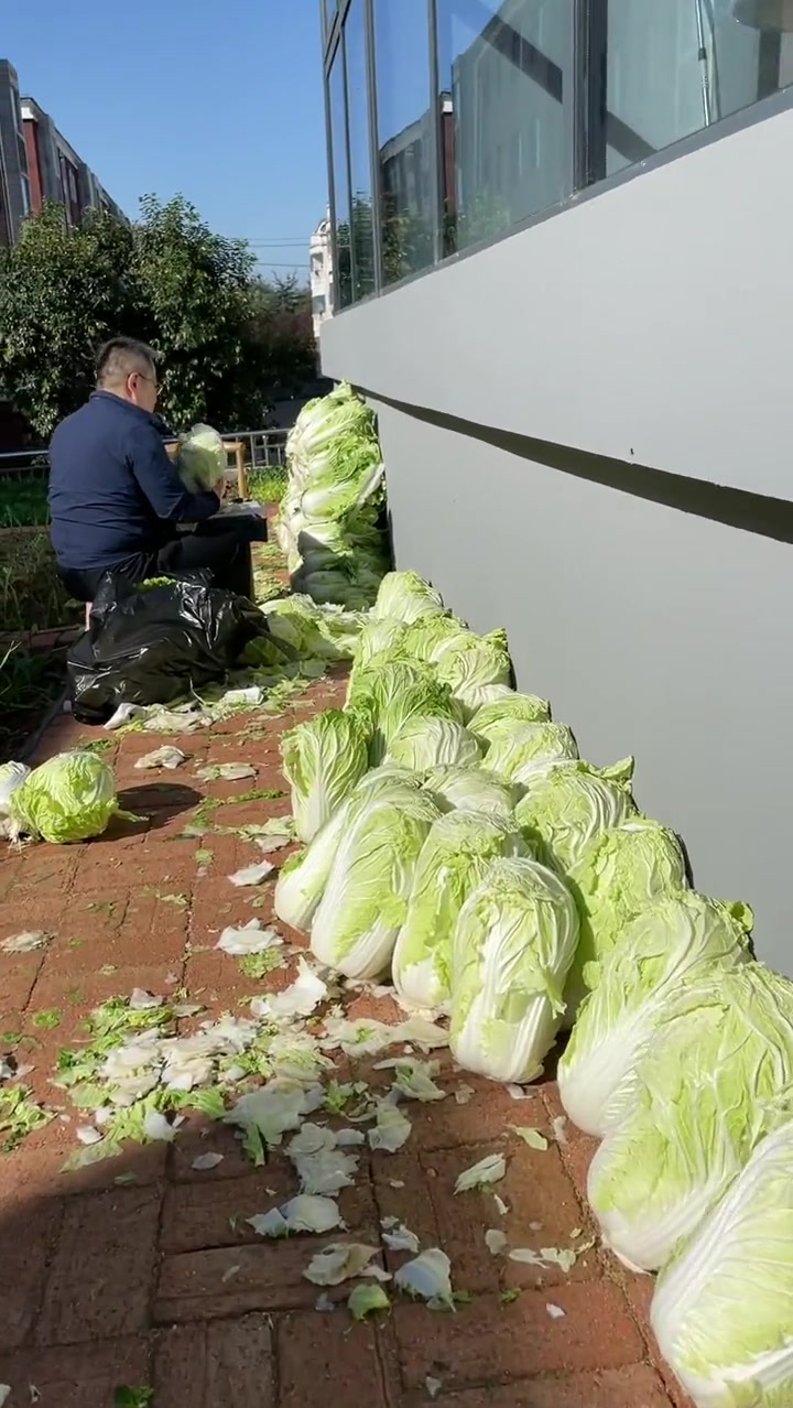 过了半辈子,终于实现白菜自由了,今年过冬的口粮有着落了