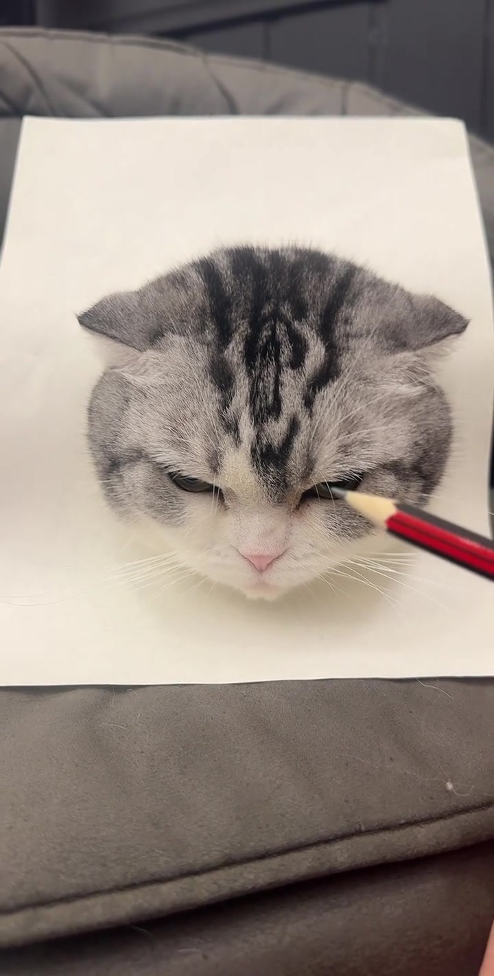 栩栩如生的猫咪表情包,今天画得最好的一张