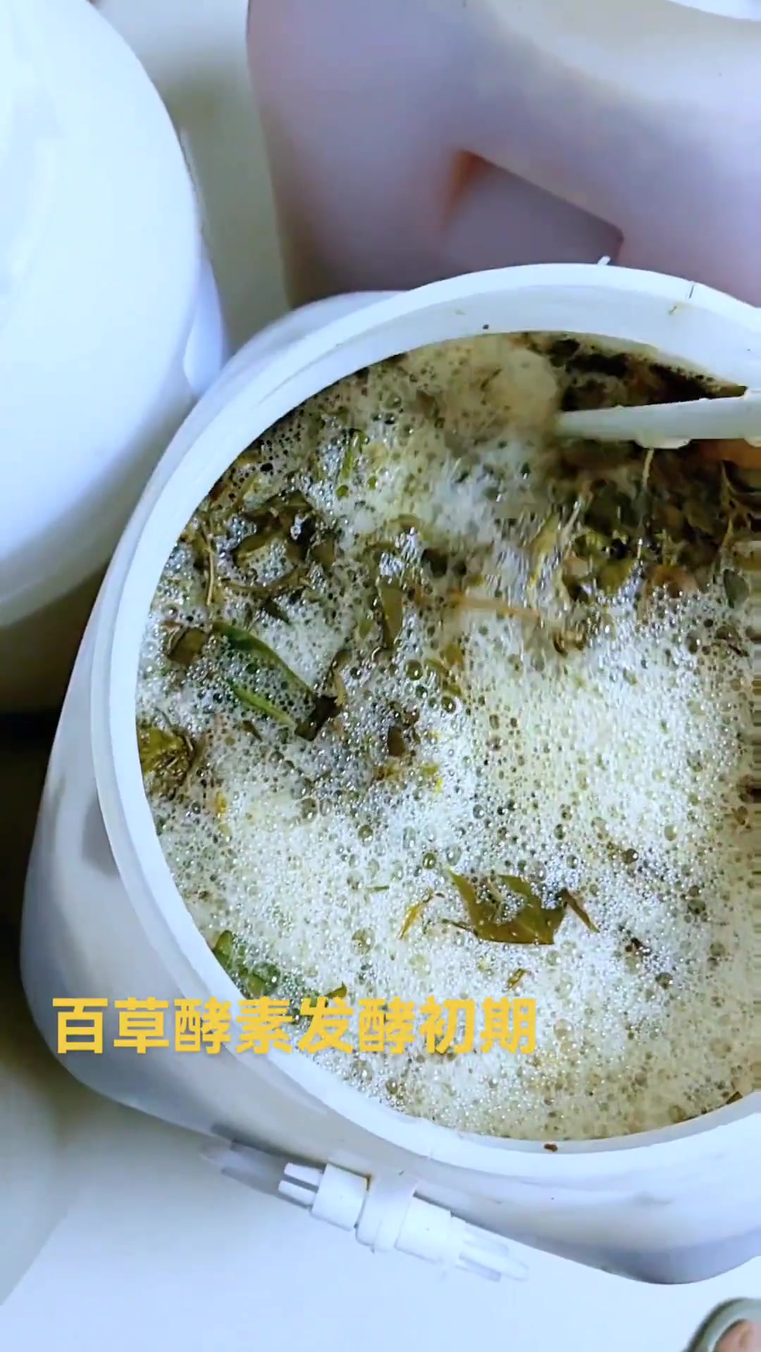 百草酵素发酵啦!初期这样操作,快来看看!