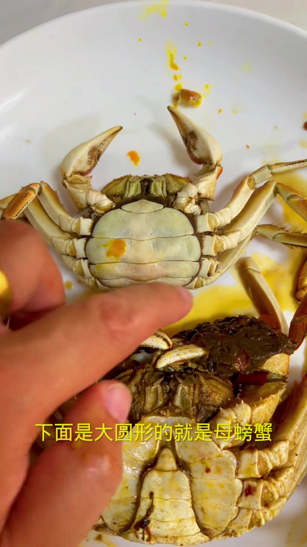教大家辨别螃蟹的公母,非常简单