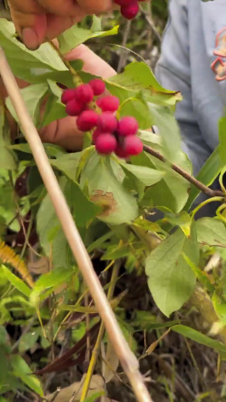 小时侯在奶奶会摘这个小血藤果和八月瓜来给我,你们吃过吗?