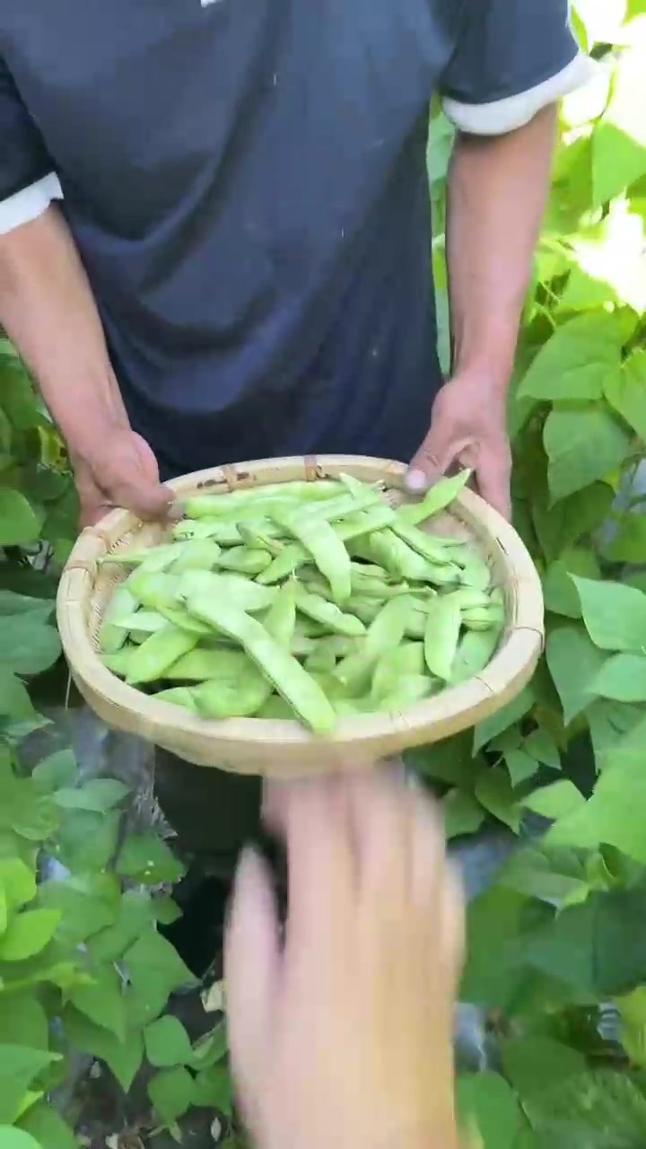 东北种什么菜(东北种什么菜喂鹅)