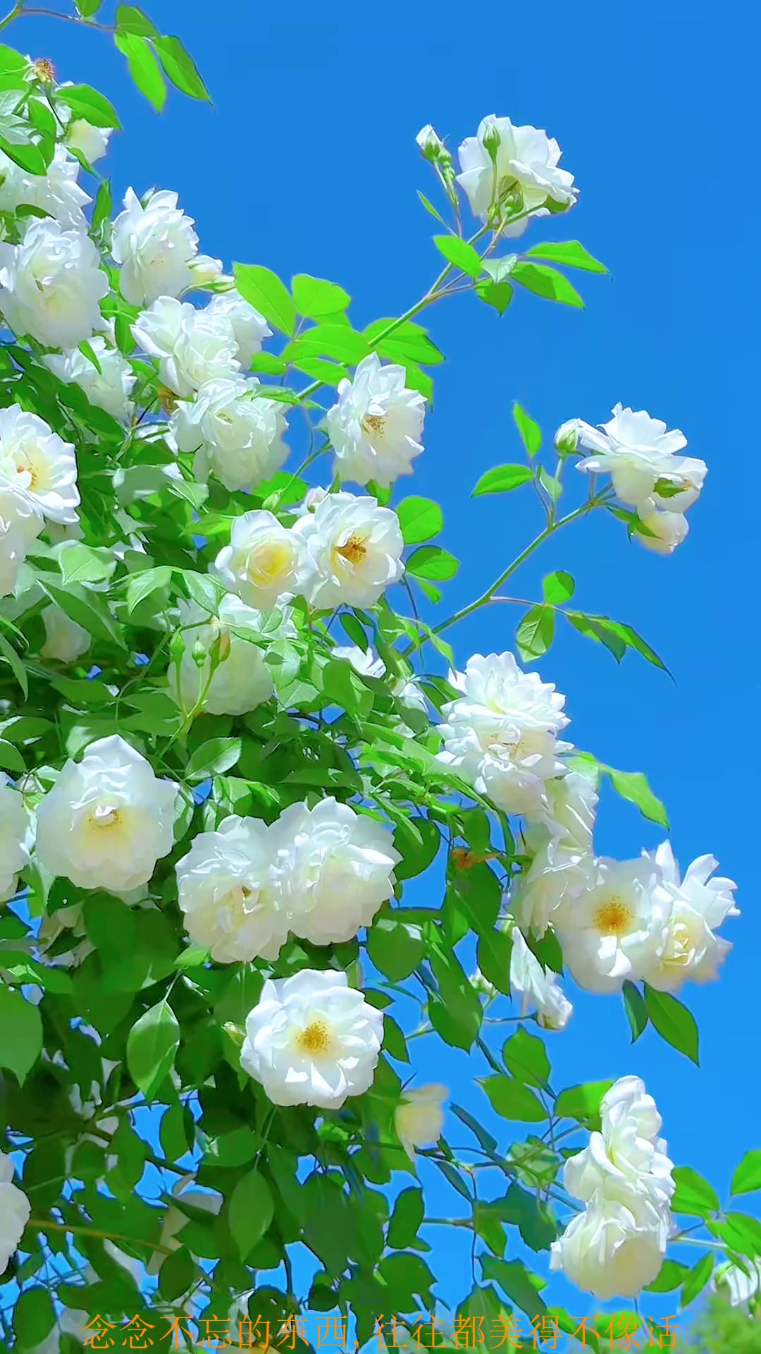 夏日旅行,春来月季花满架,唯有素雅入我心～旅游推荐
