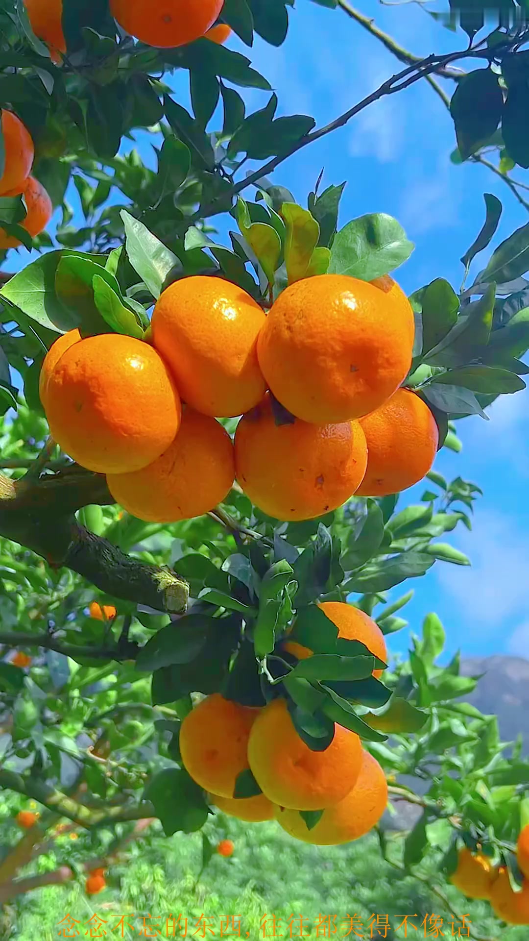 夏日旅行,给你送桔子的人要珍惜了 桔子的寓意是:桔星高照 大