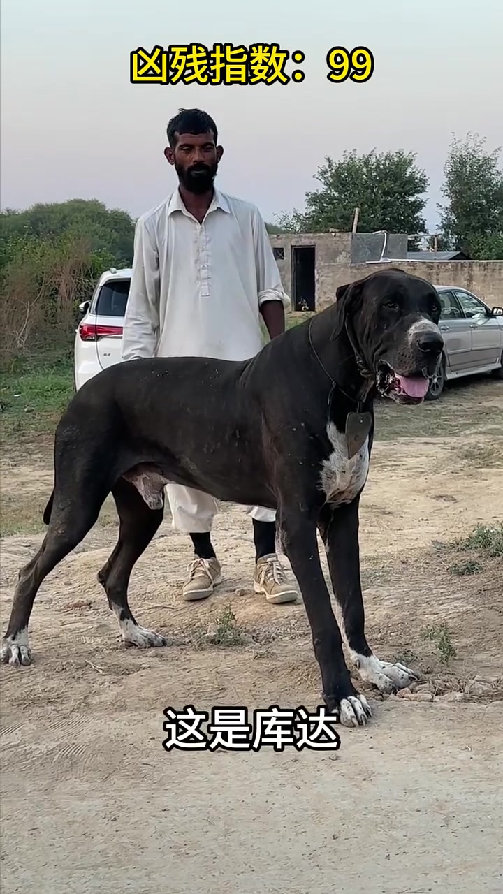 11种凶悍大型犬排名,比特居然垫底,第一名你不认识