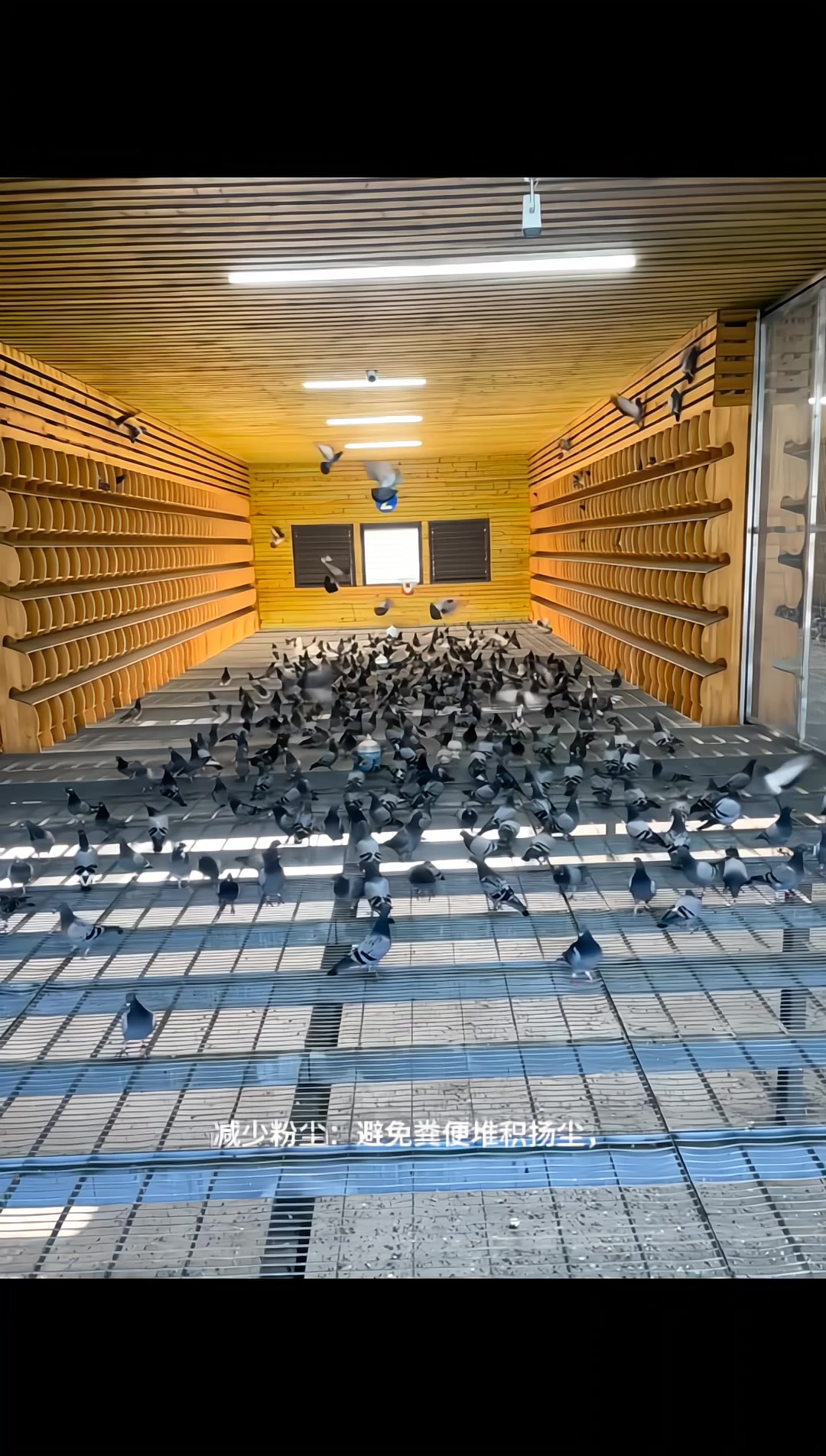 鸽舍地网养殖地网场地实拍