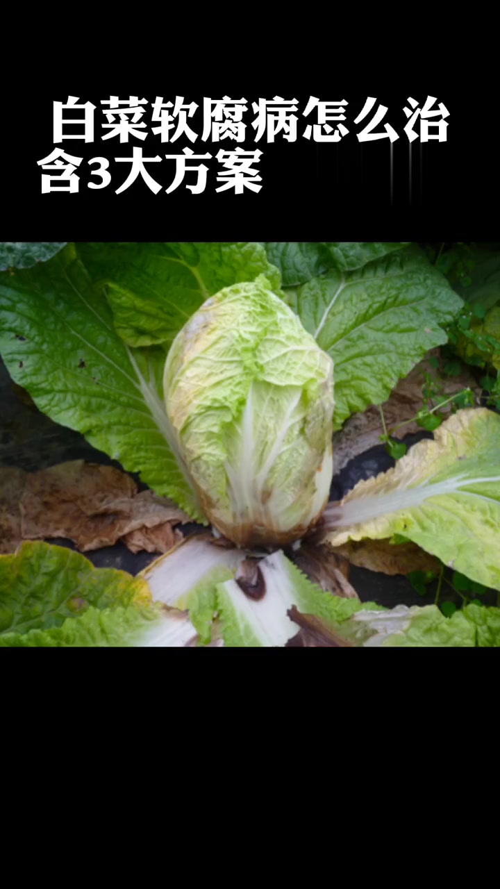 白菜软腐病怎么治?这三大用药方案,记得收藏备用