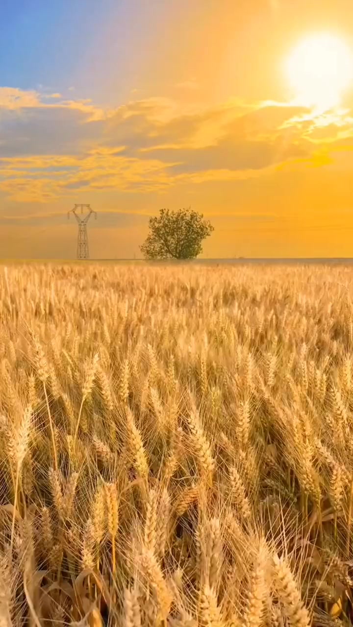 夏日旅游,看着一望无际的麦田,听着鸟叫声,闻着清新的空气,伴