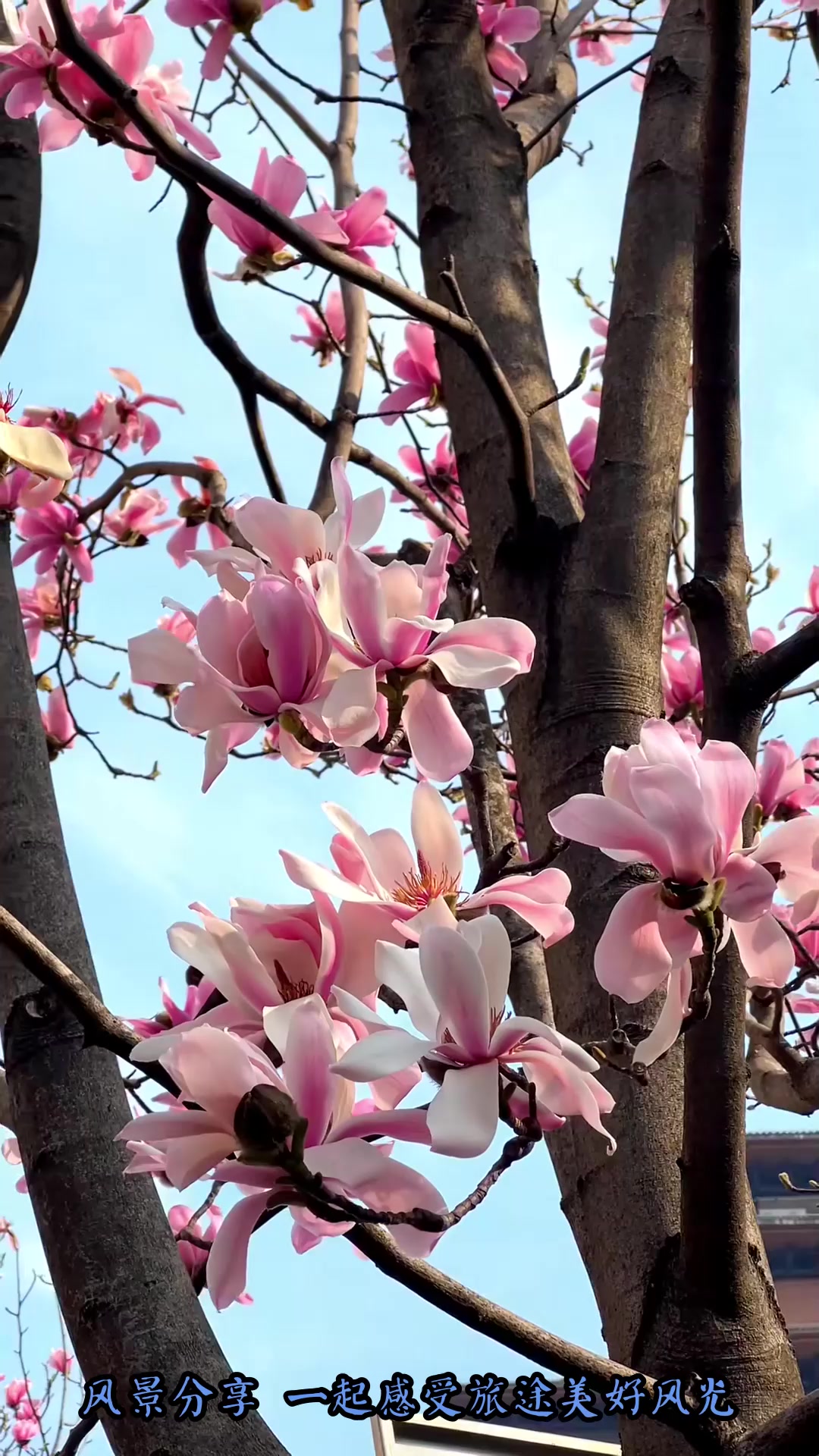 夏日旅游,旱莲,汉中市的市花,花朵红,白相间,花蕊略呈粉红色