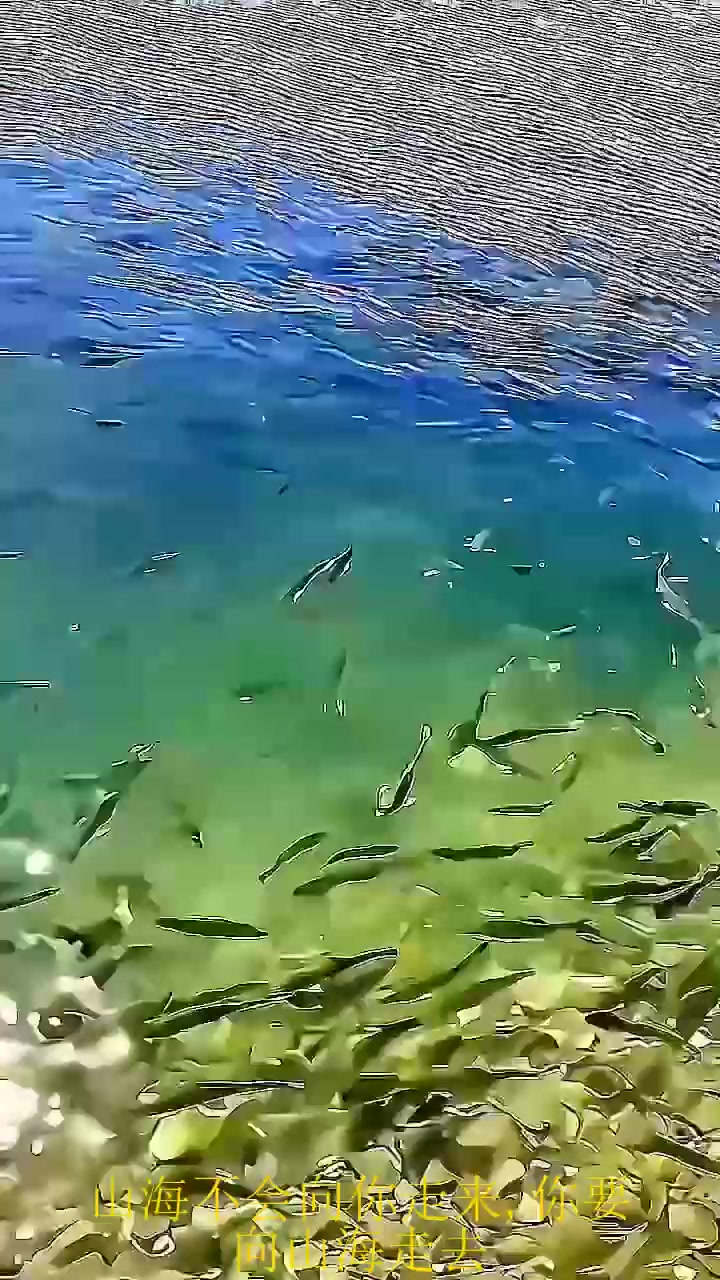 夏日旅游,青海湖湟鱼洄游是最壮观的景象,成千上万的湟鱼逆流而