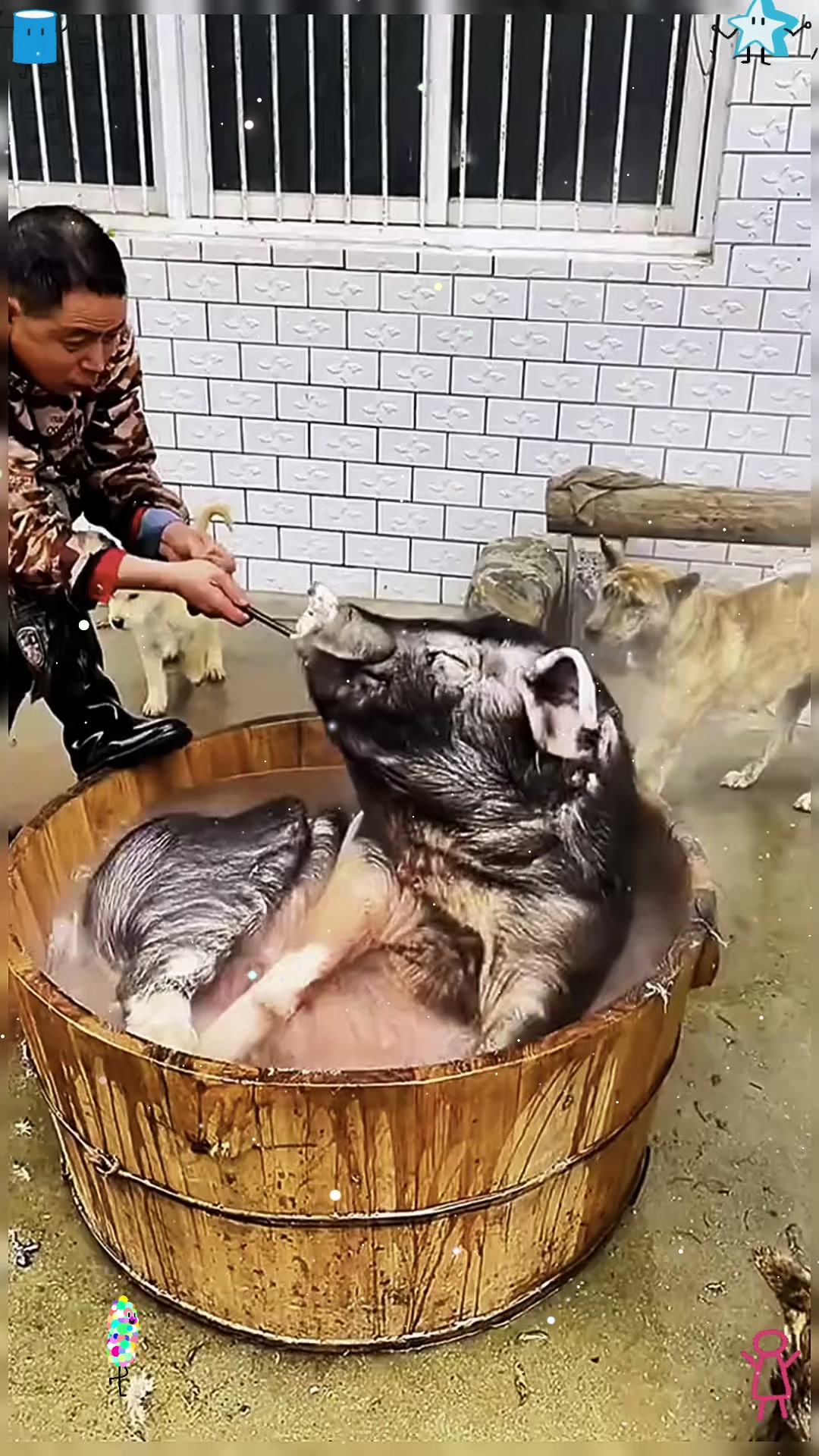 给猪泡澡刮毛的方法