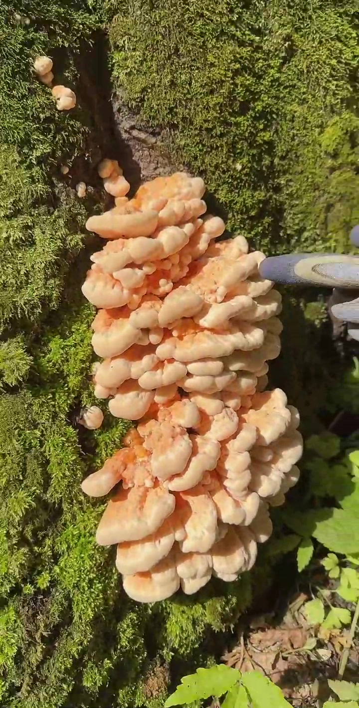 树鸡蘑!也叫鸡冠蘑!质地像鸡胸肉一样!口感绝佳!屏幕前的你馋吗