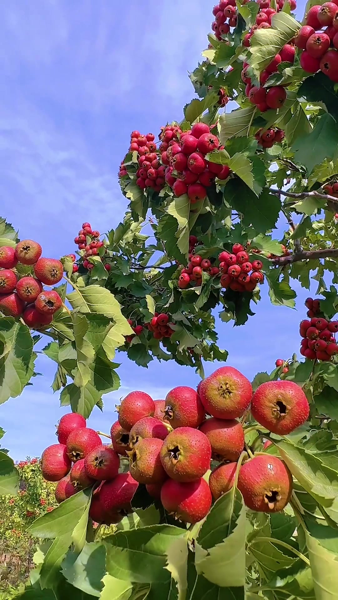 夏日旅行,山楂树上硕果累累,山楂树下和和美美.愿我们的生活如