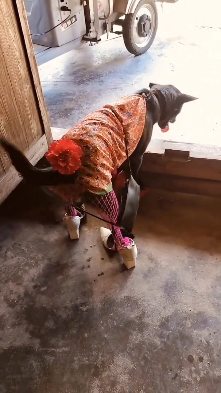 小狗穿丝袜搭配高跟鞋视频搞笑