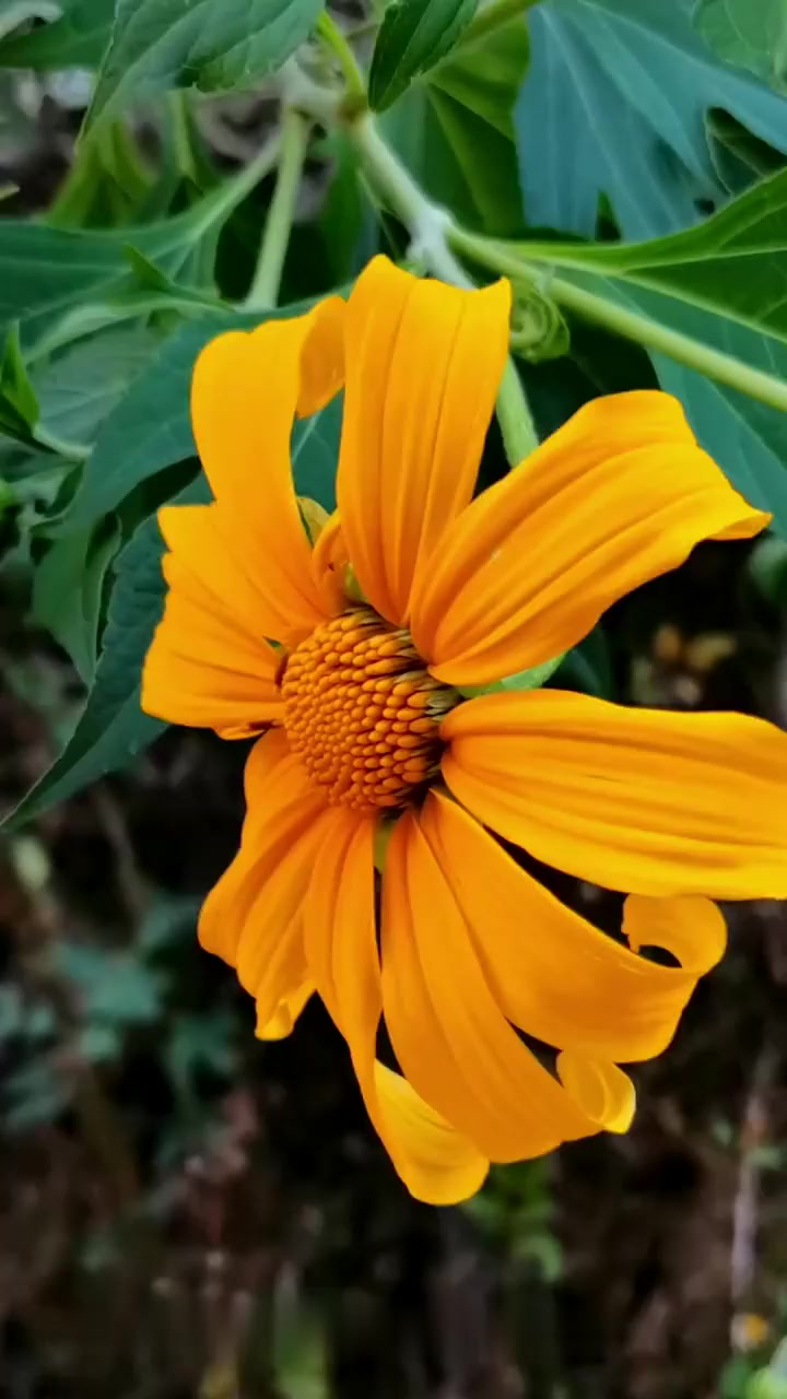 在农村的山坡,路边被称为"臭菊"的植物,没曾想有那么用处,你知道吗