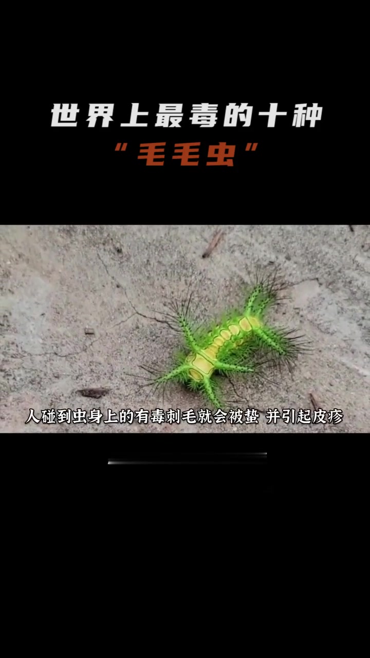 最恐怖的十种毛毛虫,虽然长相可爱,但是全身拥有剧毒!