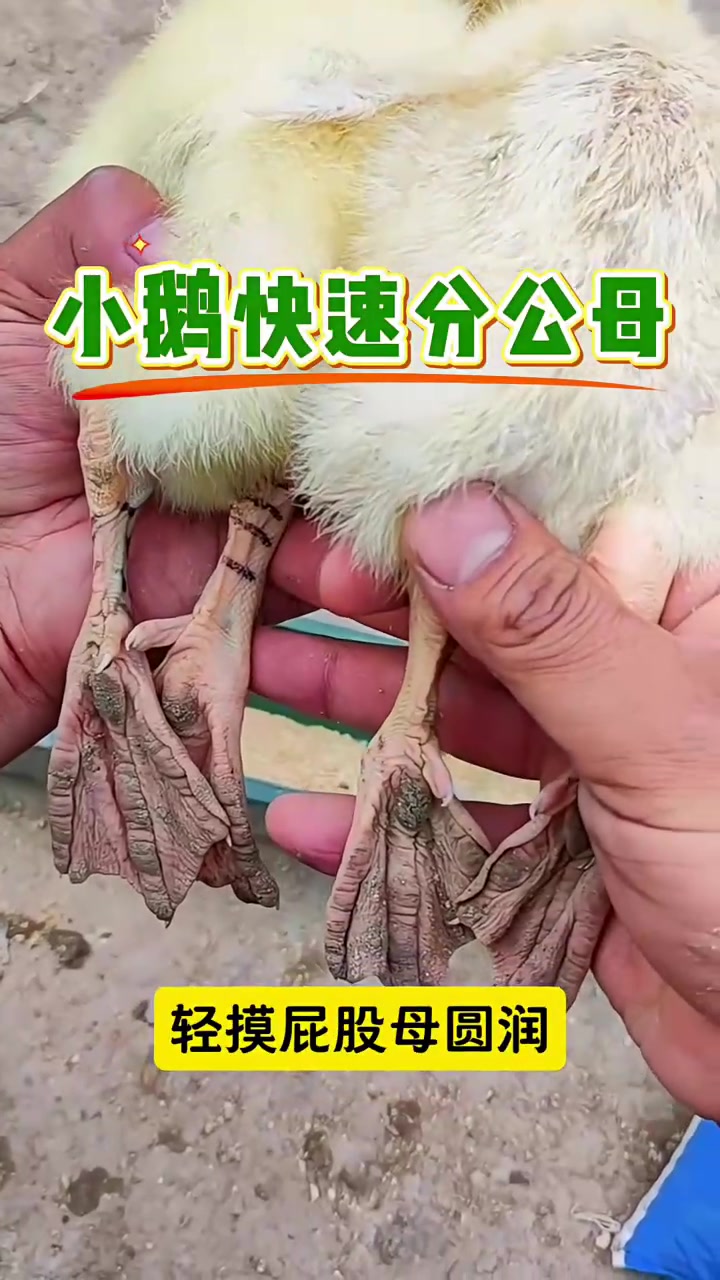 小鹅快速分公母!