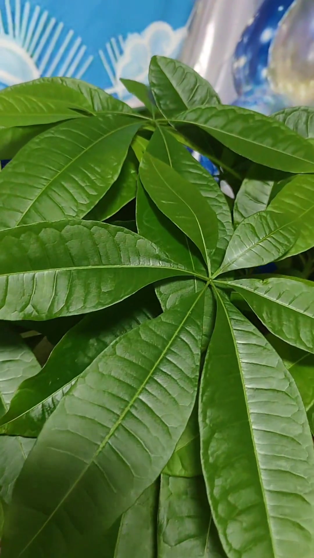 看着这棵绿油油的树可以降一点温度妈呀