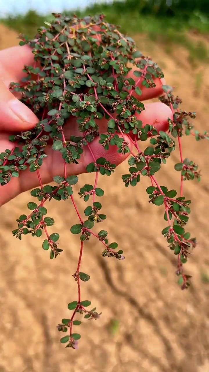 地锦草又名奶浆草,红丝草,雀蛋草,小虫卧蛋