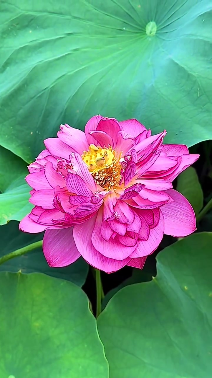 最美的遇见,荷塘美景让人陶醉,原创荷花风光