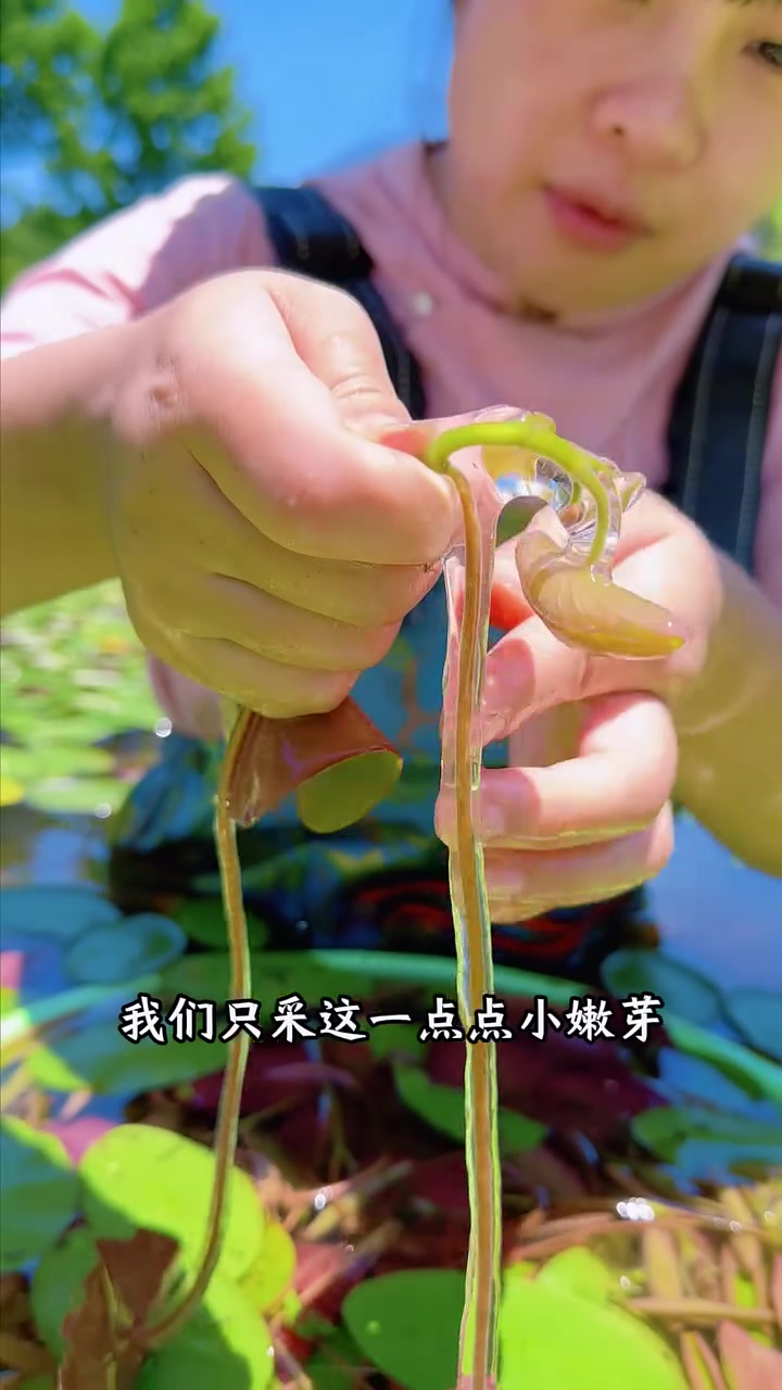 我们采摘莼菜标准:一叶一芽,采下面嫩芽,可凉拌烧汤