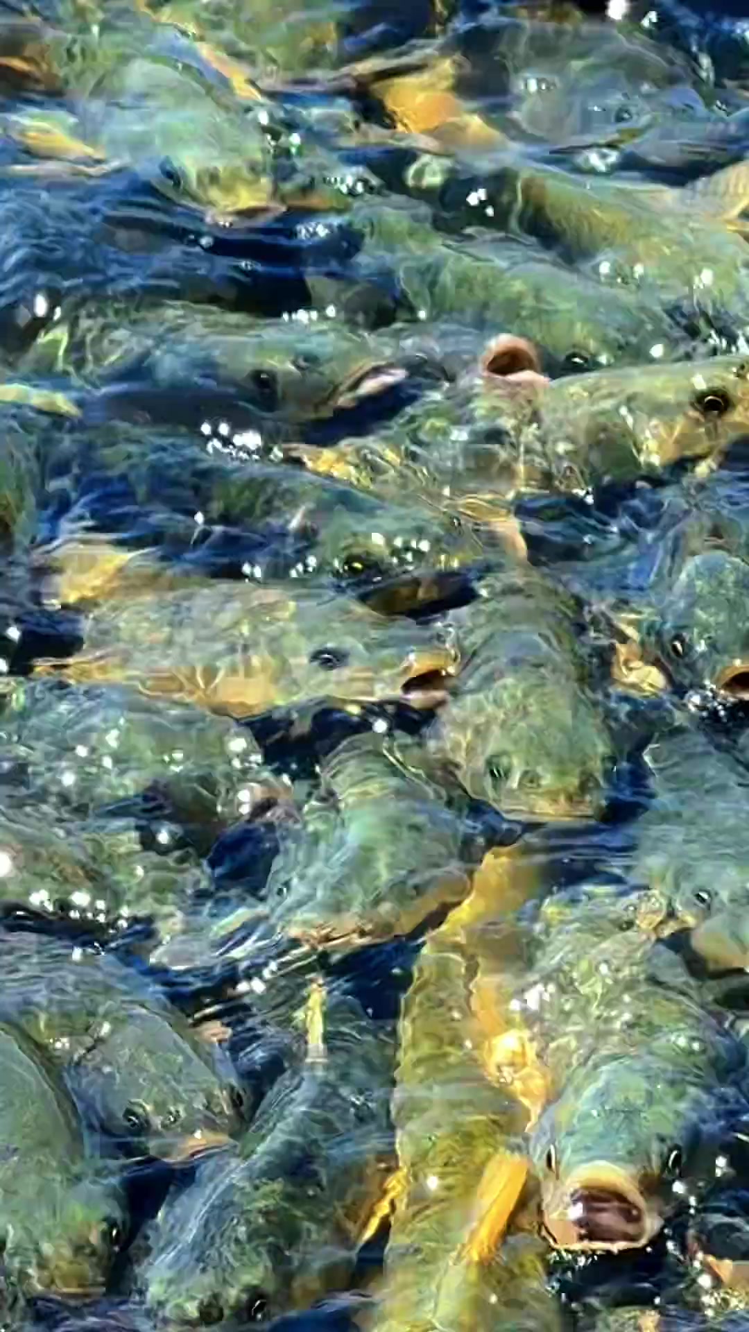 湟鱼为何变黄?风平浪静时拍近照带你看