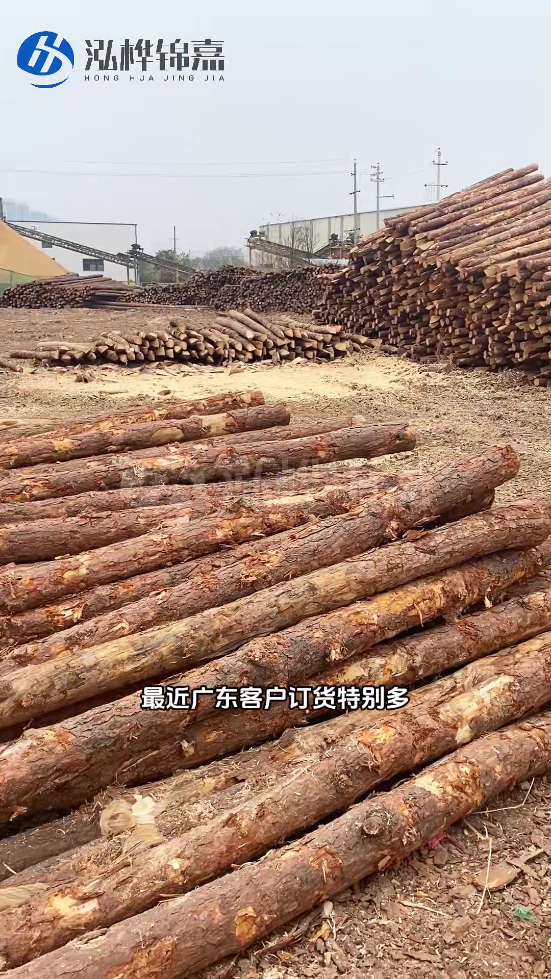广东松木桩批发基地
