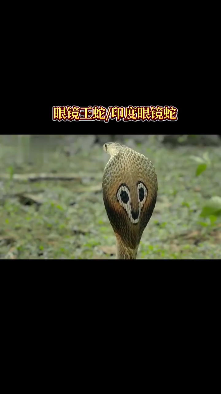 眼镜王蛇大战印度眼镜蛇谁才是真正的王者?