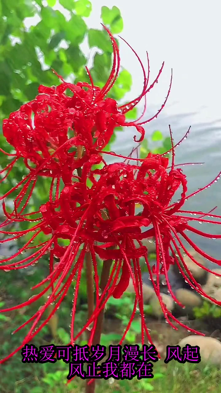 夏季游玩,彼岸花花语:无尽的思念与绝望的爱!初识彼岸花,就迷