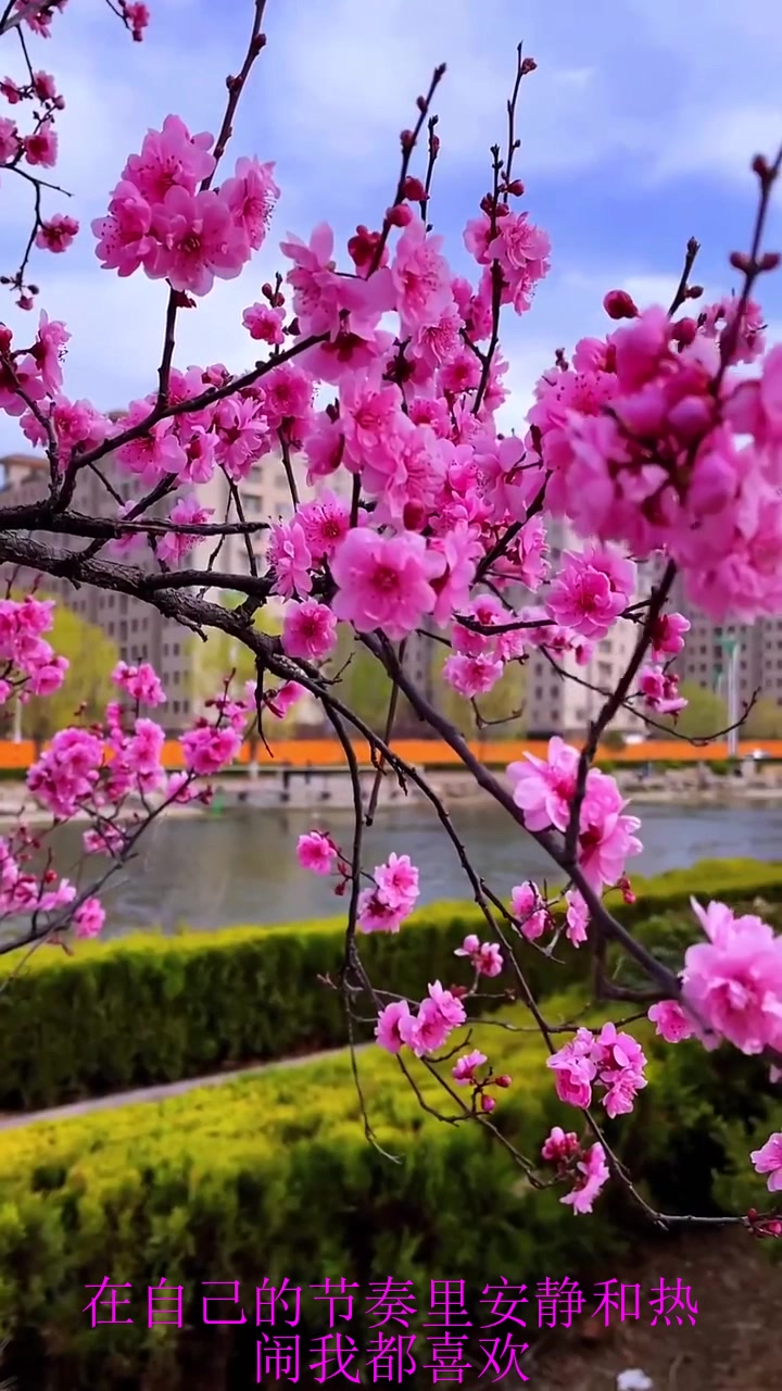 夏季旅行,开满花的春天,风很温柔,花很浪漫,我很喜欢旅游推荐