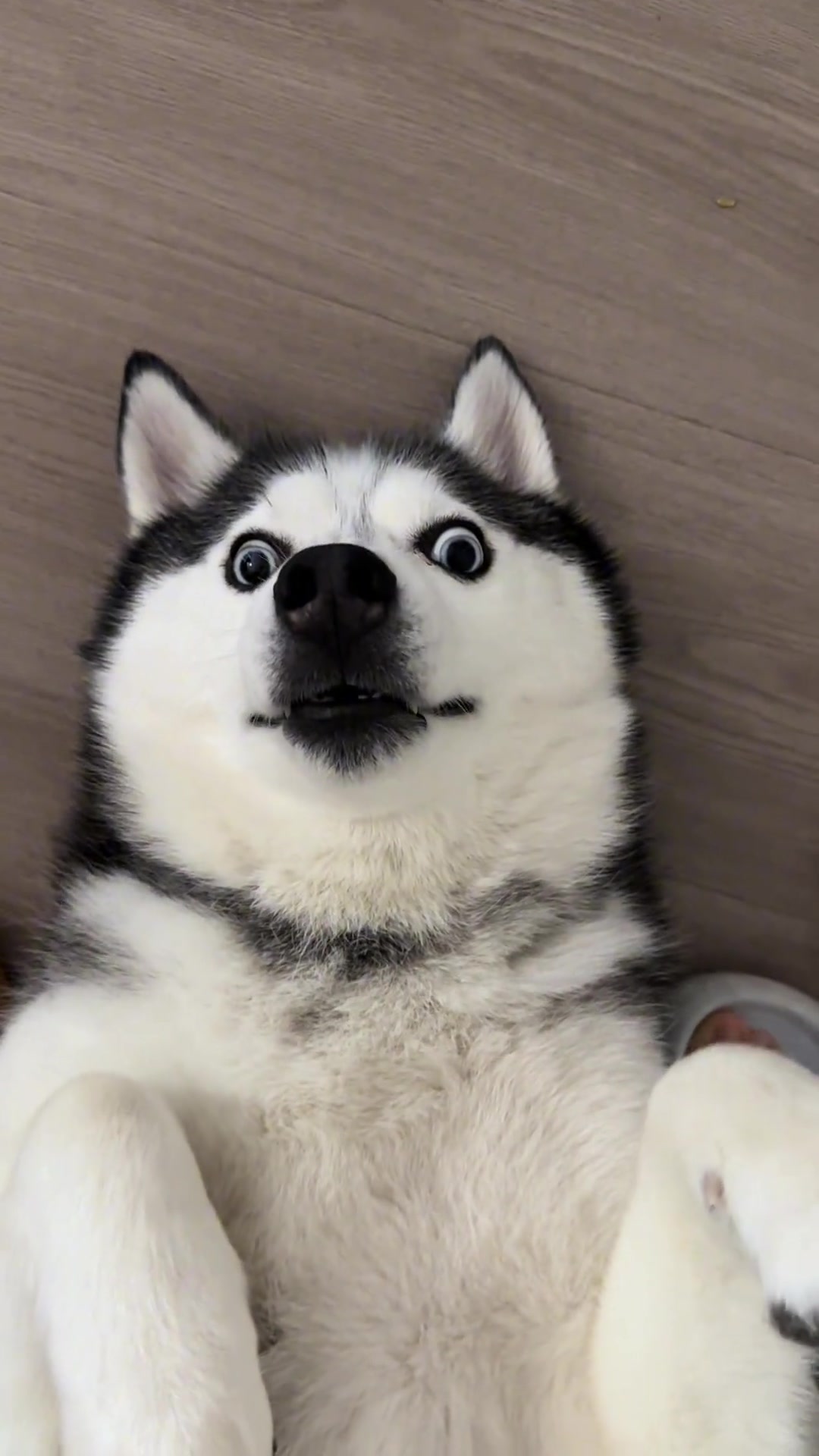 哈士奇真的很好撸的
