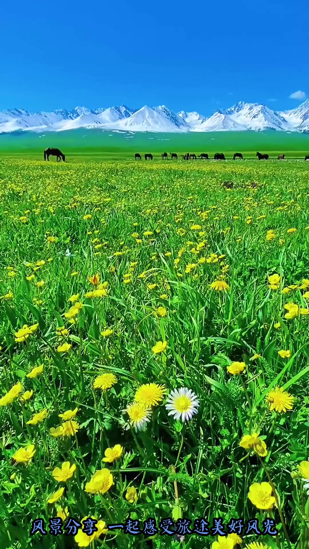 夏季旅游,镜头下的新疆有多惊艳,夏天的伊犁草原洒满了浪漫旅游