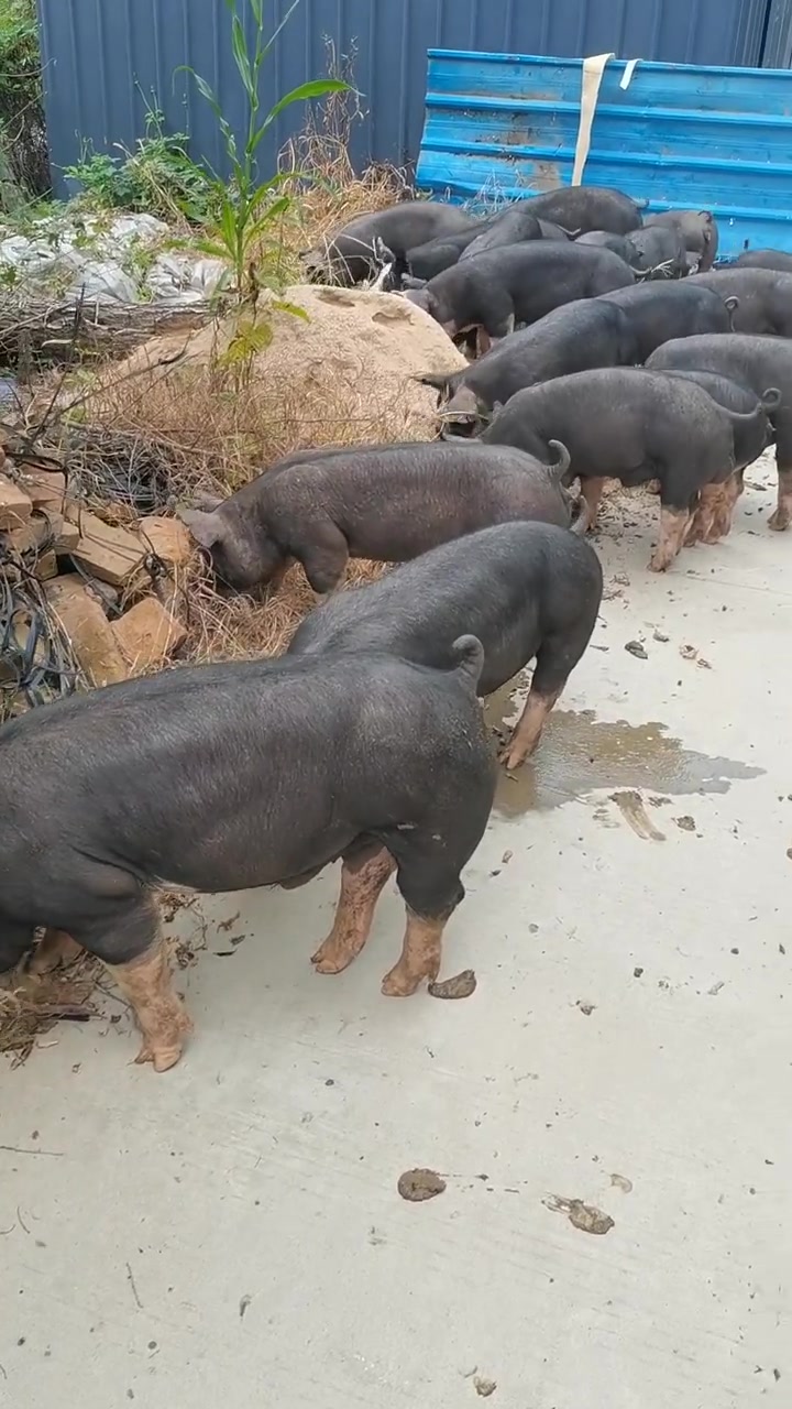 2700亿“猪茅”要港股IPO了