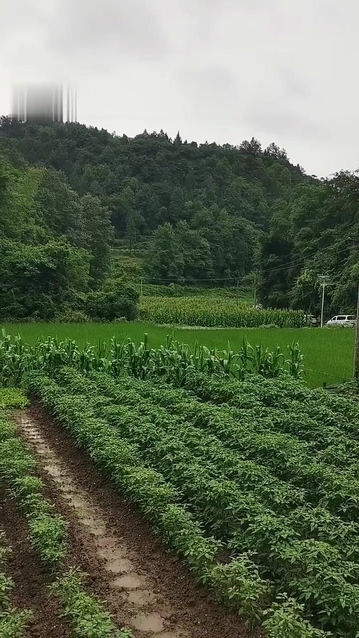 适合穷人没本钱的种植最冷门的简单介绍