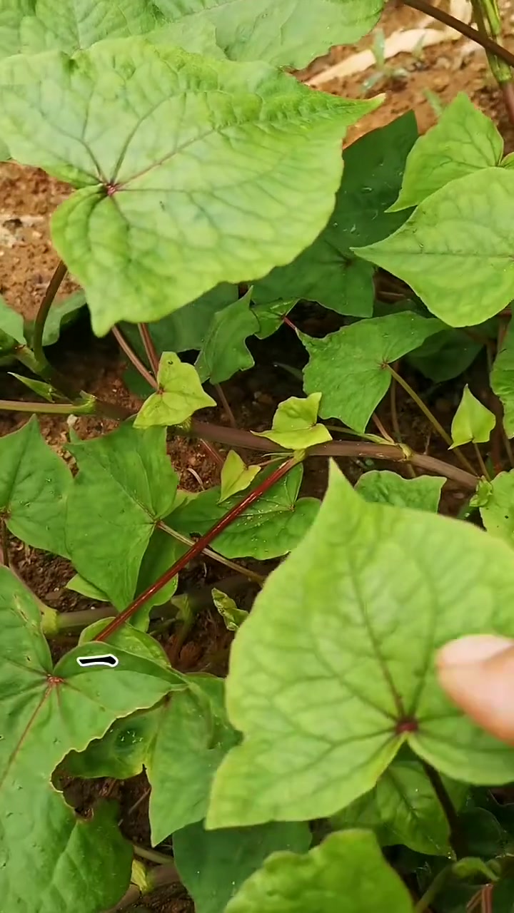 不可随意采挖的金荞麦