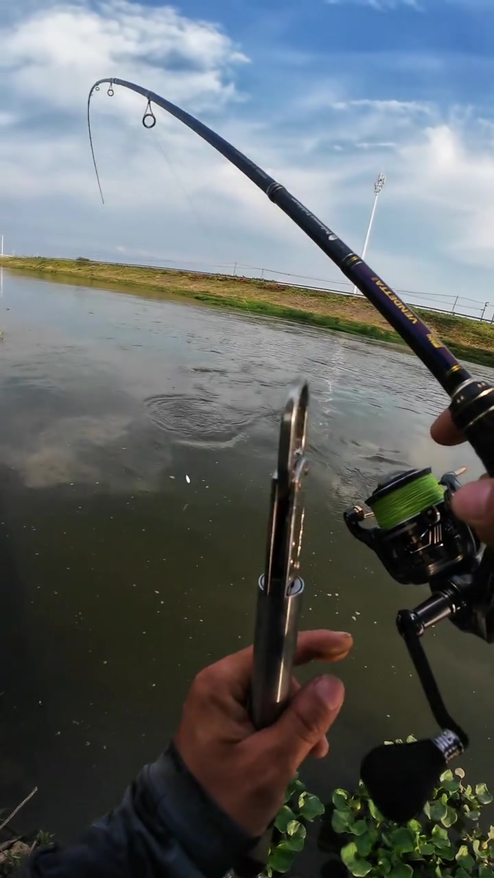 路亚钓草鱼,钩子用铁板上面的单钩,浮漂用20克浮水助投器,铅皮实在没