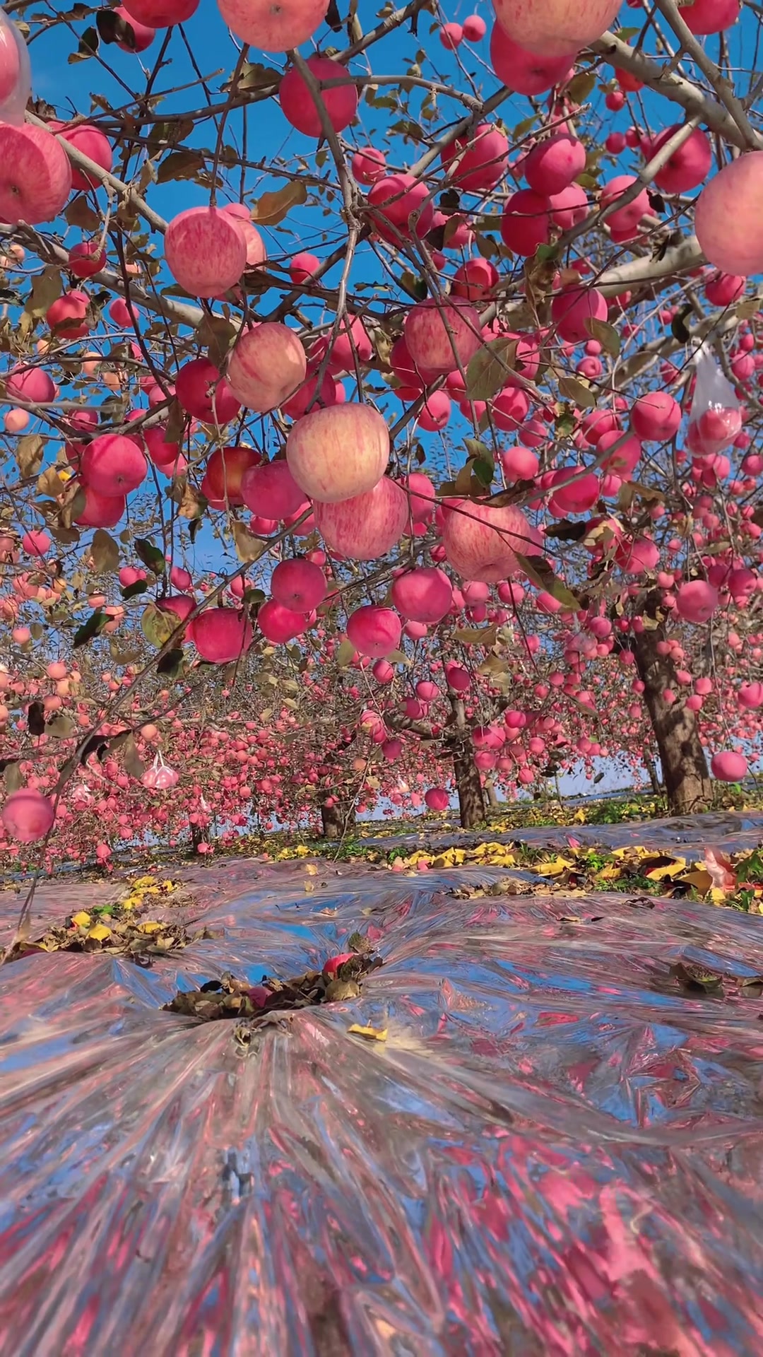 洛川苹果树下,寻找秋日的治愈时光