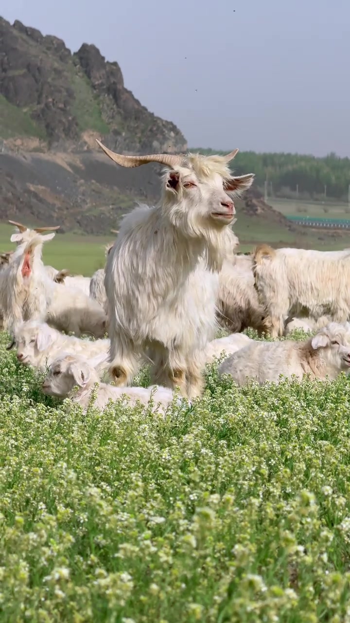 新疆伊犁种羊场,目之所及皆是绿意