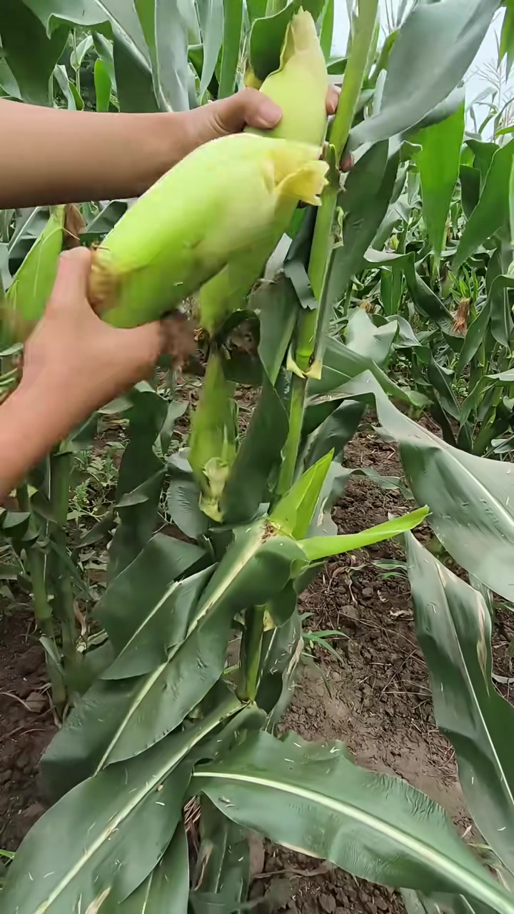 小时候经常和父母一起去地里掰玉米的场景,你们还记得吗?