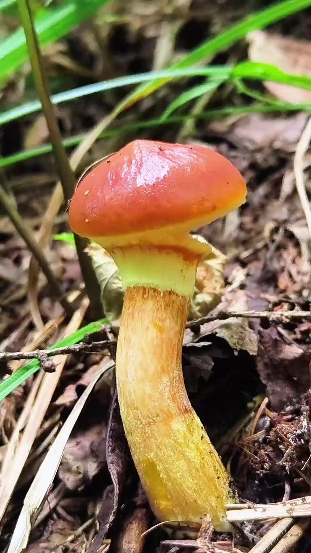 东北野生菌"粘团子"又名"松蘑"