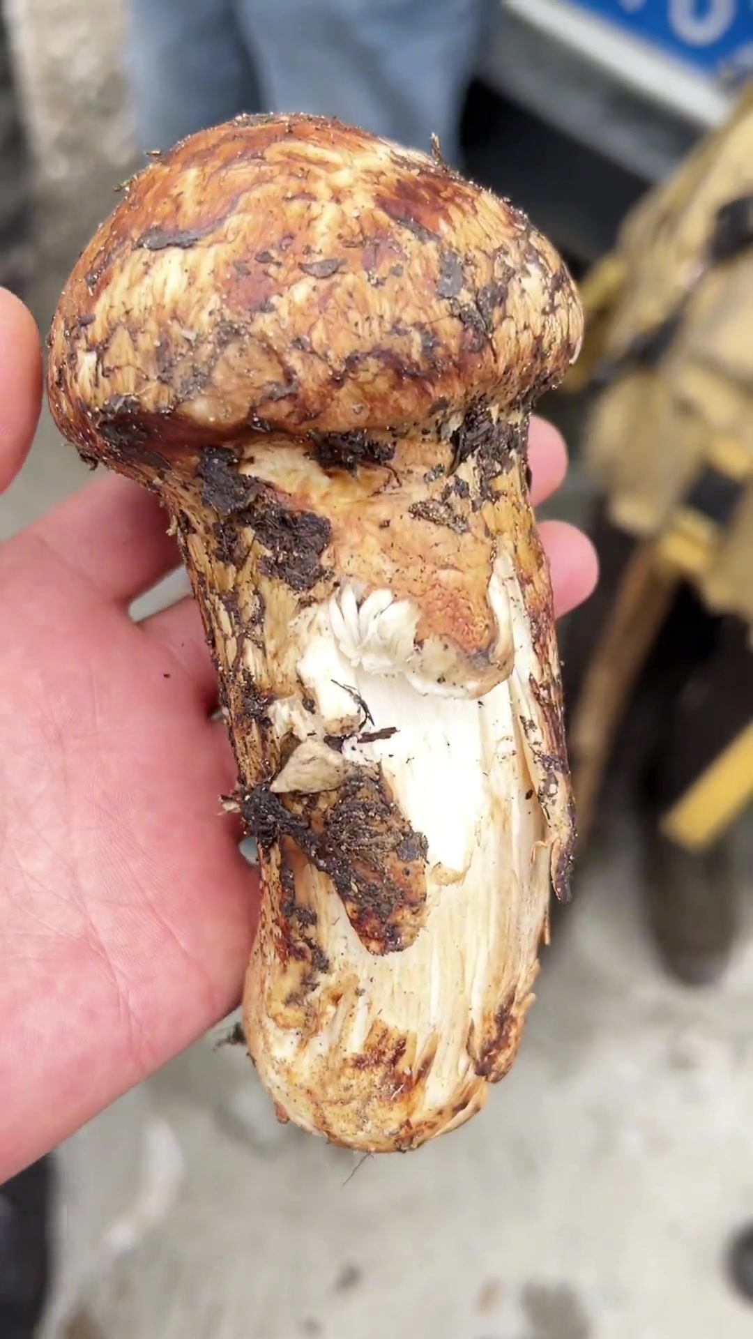 西藏林芝的新鲜松茸,每年七到八月份是松茸的产地,一年仅次一次