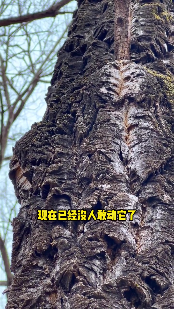 东北三大珍贵树种之一的黄菠萝树