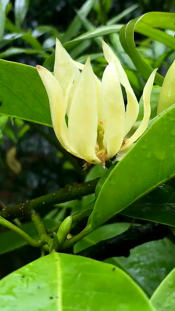 早秋旅游,雨中的花,我们叫缅桂花,香气浓郁
