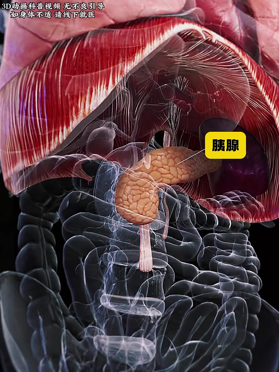 主人你好,我是你的胰腺,也是你身体最委屈的器官之一