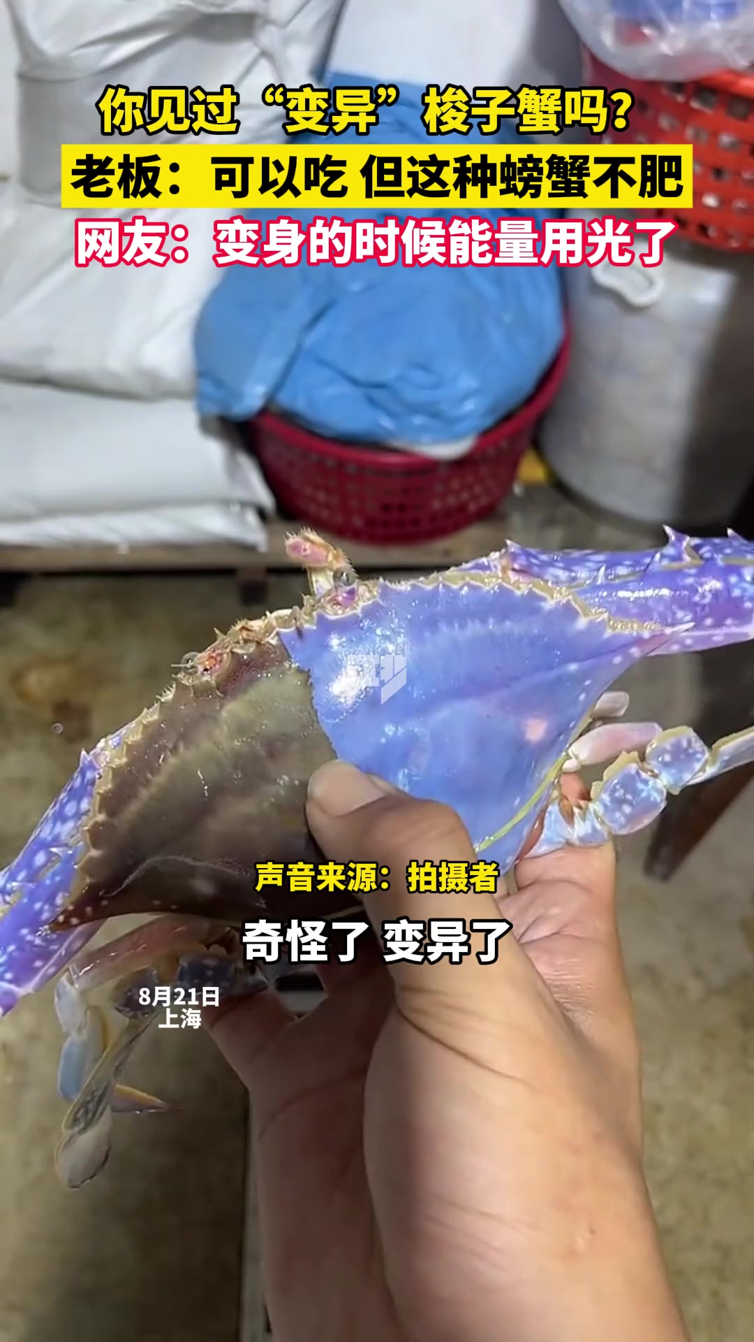 你见过"变异"梭子蟹吗?
