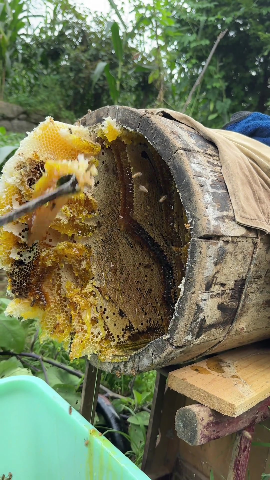 自家的蜂蜜怎么取出来视频(怎么取蜂蜜 视频)